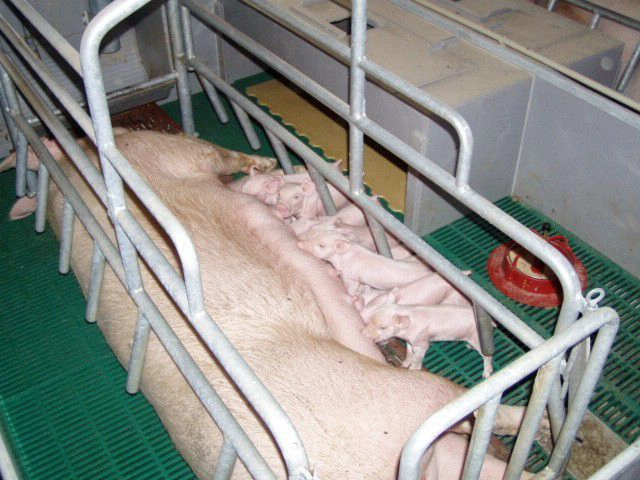 PÔRODNÉ KOTERCE A ODCHOV PRASIATOK